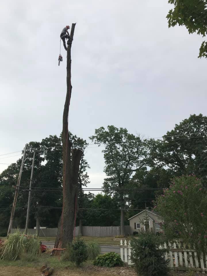 Tall tree takedown by climbing arborist