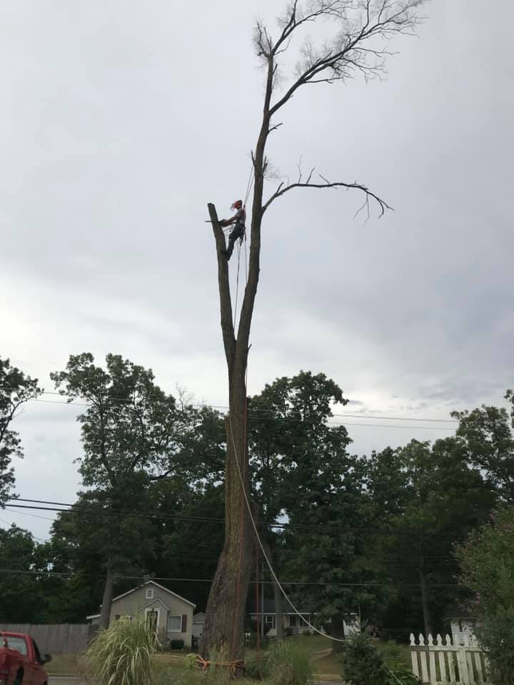 Arborist climbing a dead tree for removal