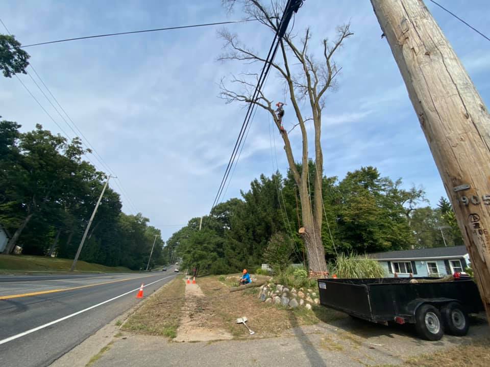Roadside tree removal near power lines