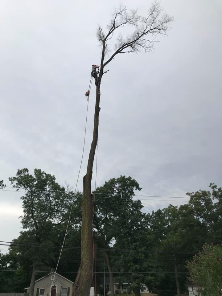 Climber working high in a large hardwood
