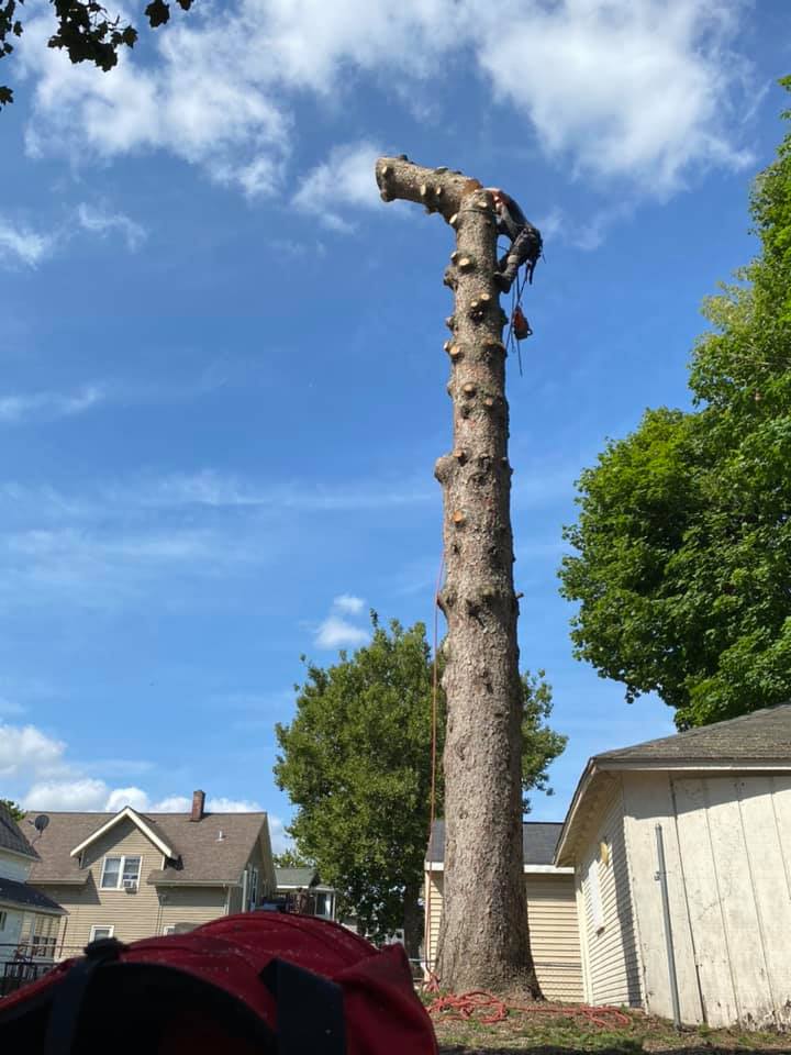 Tall trunk removal in a residential backyard